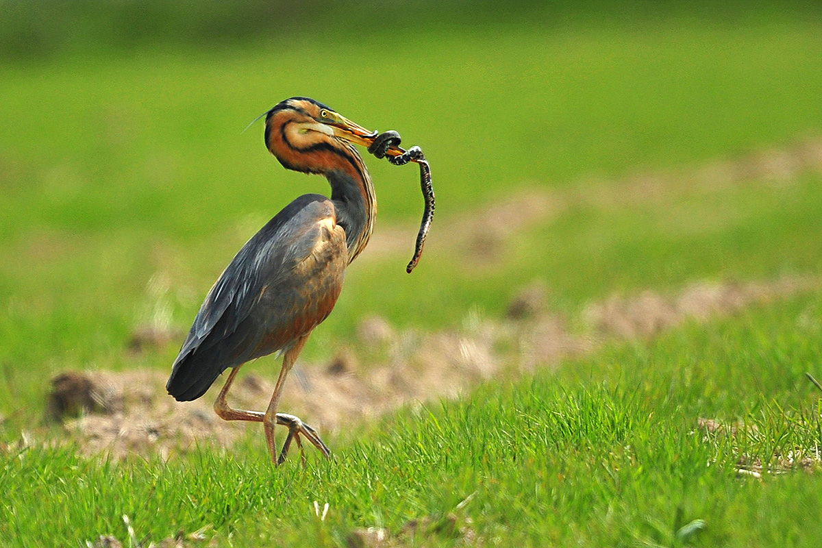 Purple Heron