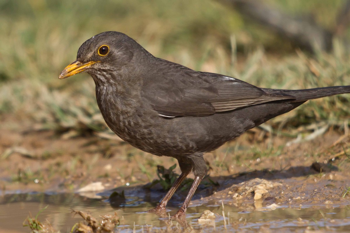 Common Blackbird