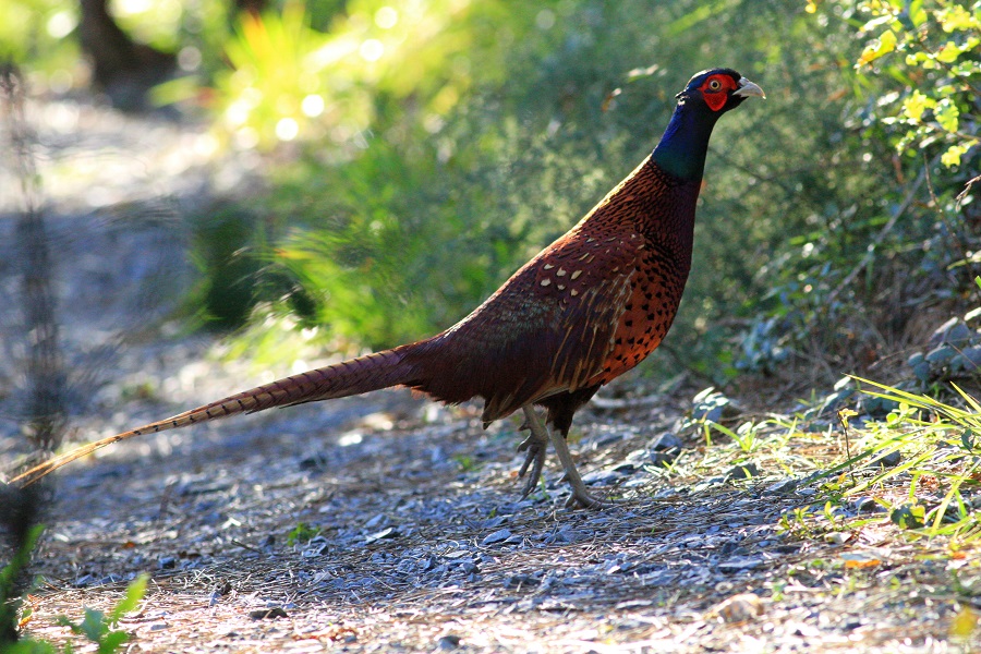 Common Pheasant