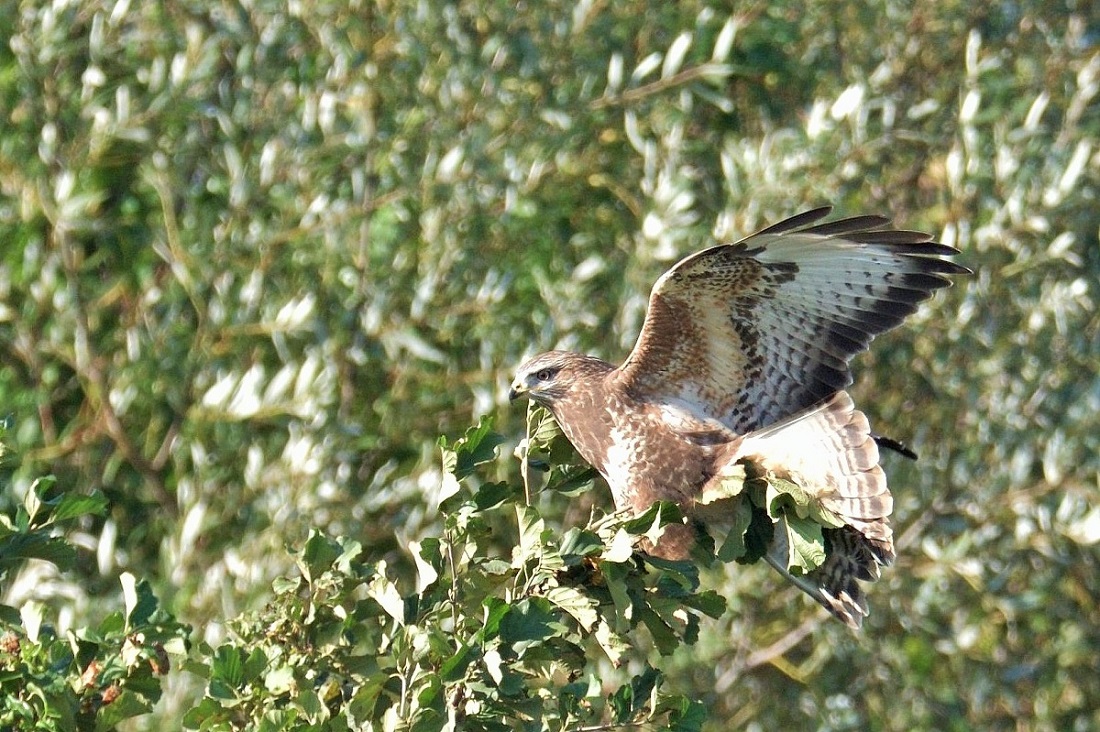Common Buzzard
