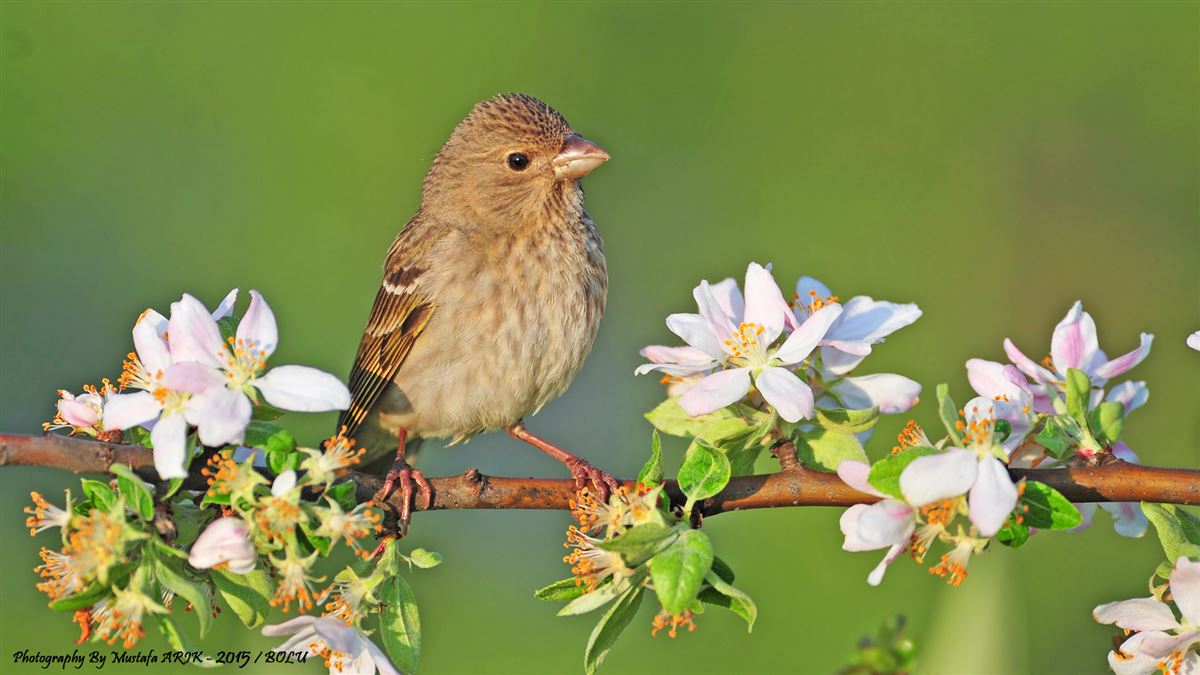 Common Rosefinch