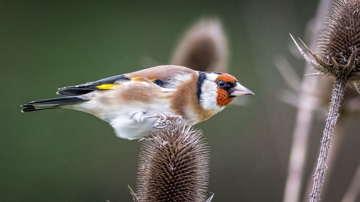 European Goldfinch
