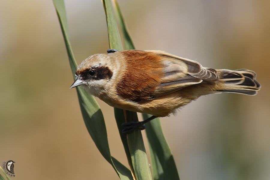 Eurasian Penduline Tit