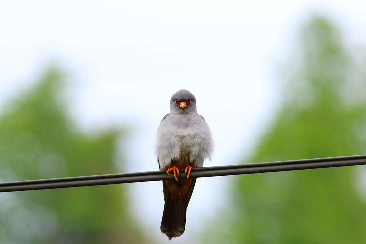 Red-footed Falcon