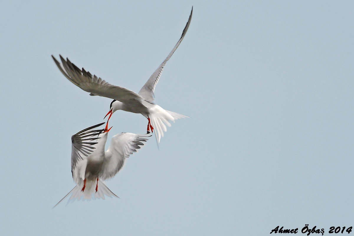 Common Tern