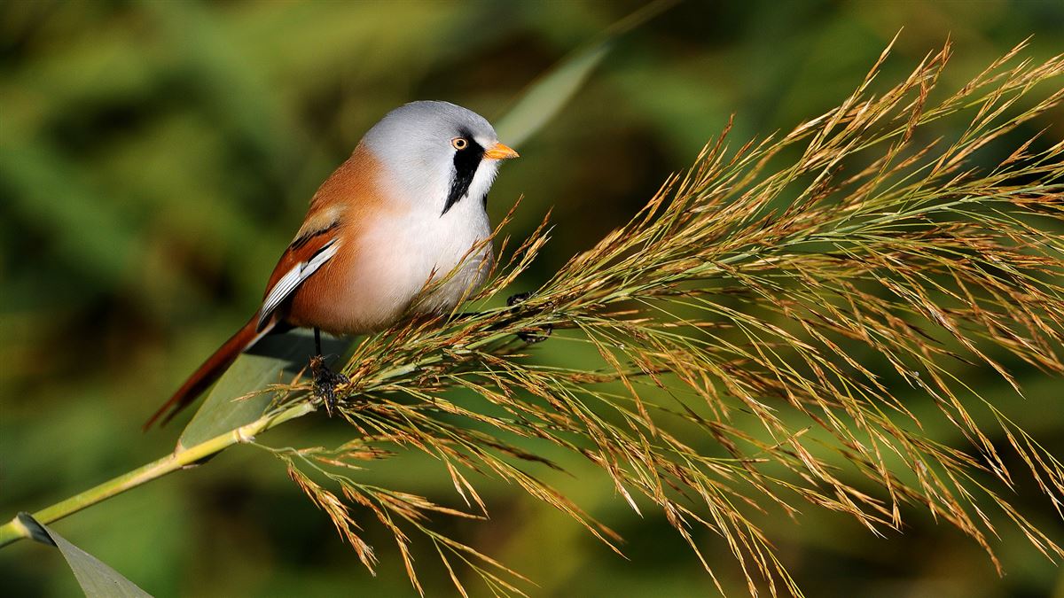 Bearded Reedling
