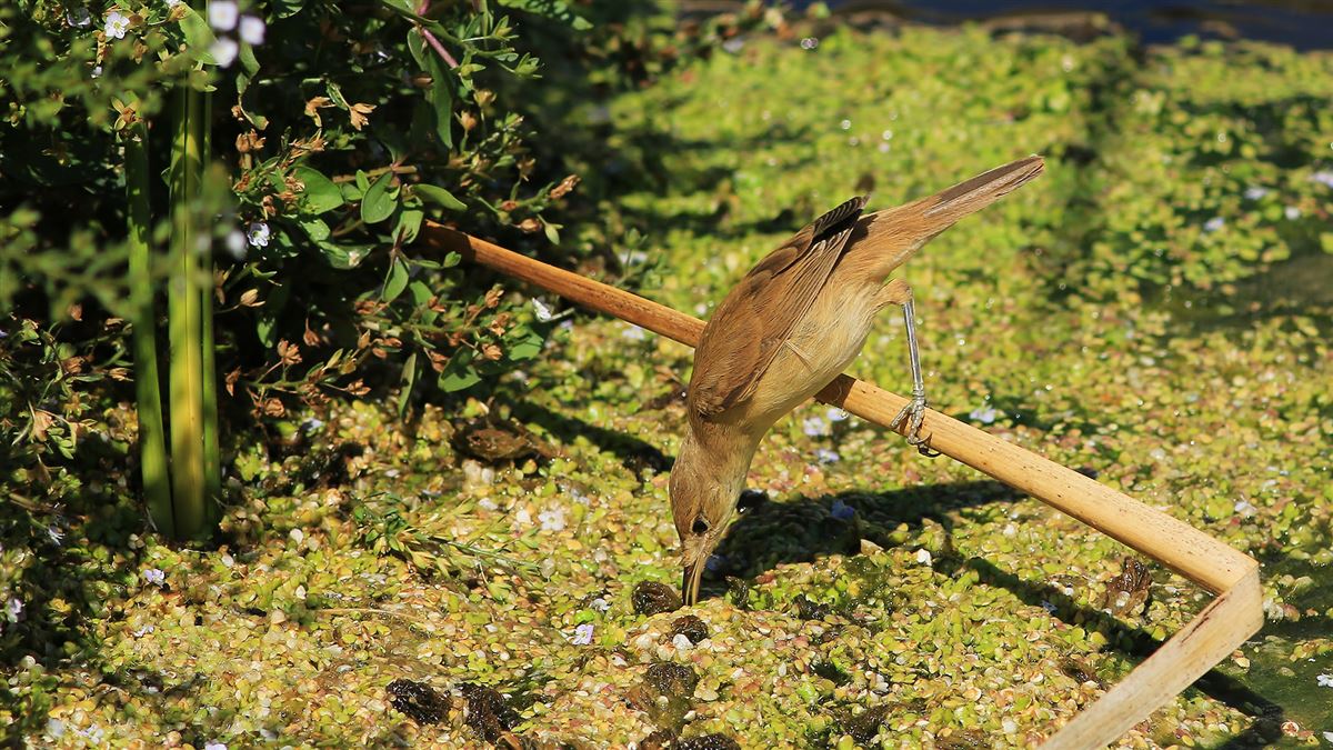 Common Reed Warbler