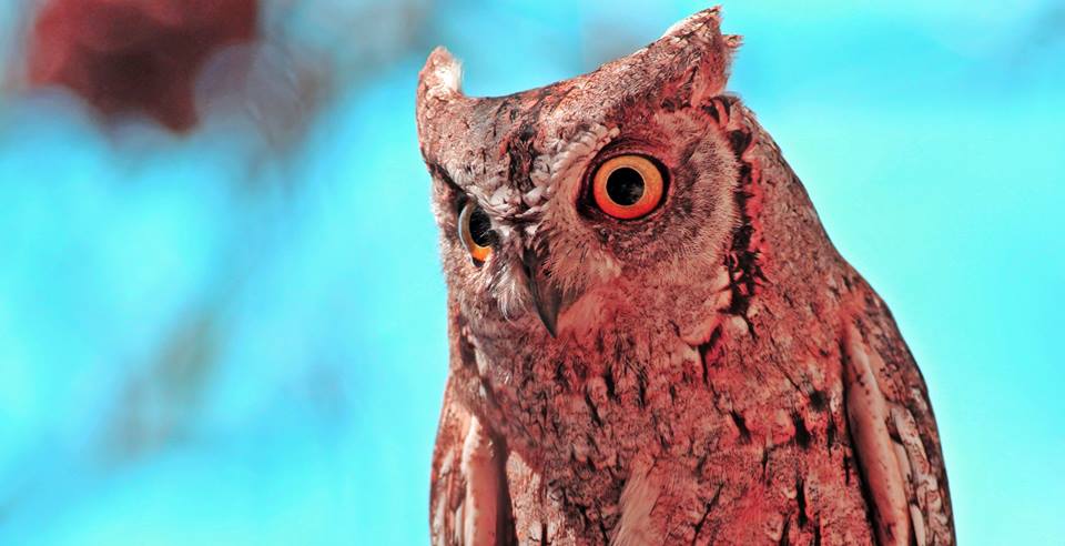 Eurasian Scops Owl