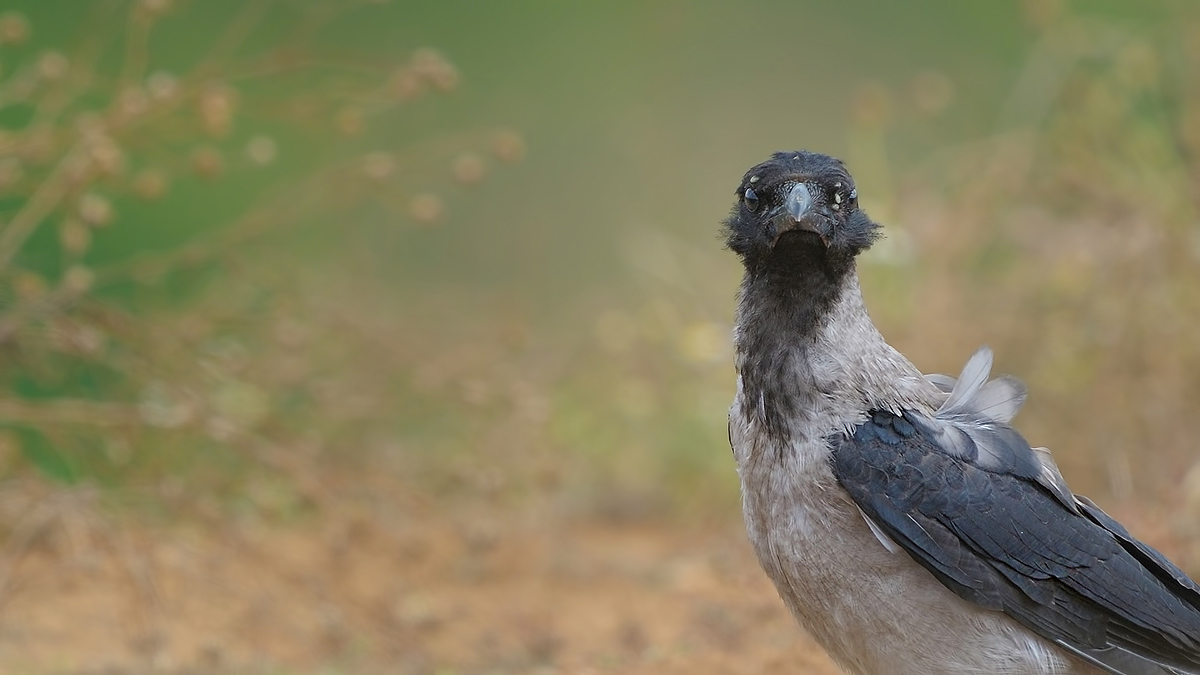 Hooded Crow