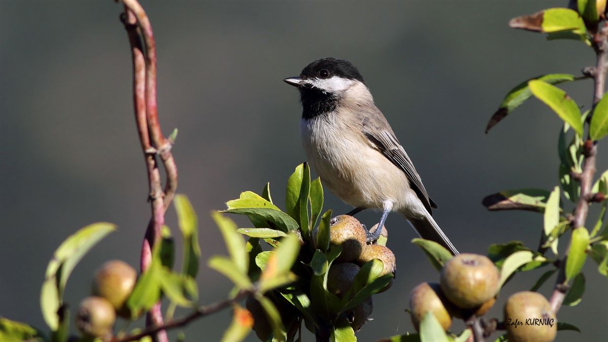 Sombre Tit