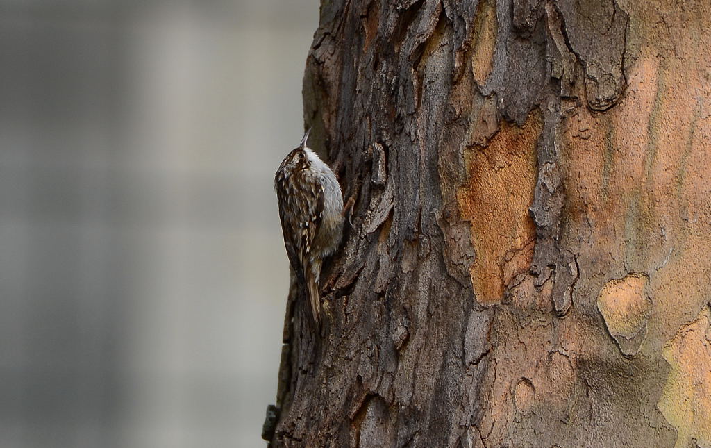 Short-toed Treecreeper