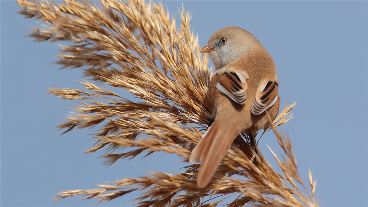 Bearded Reedling