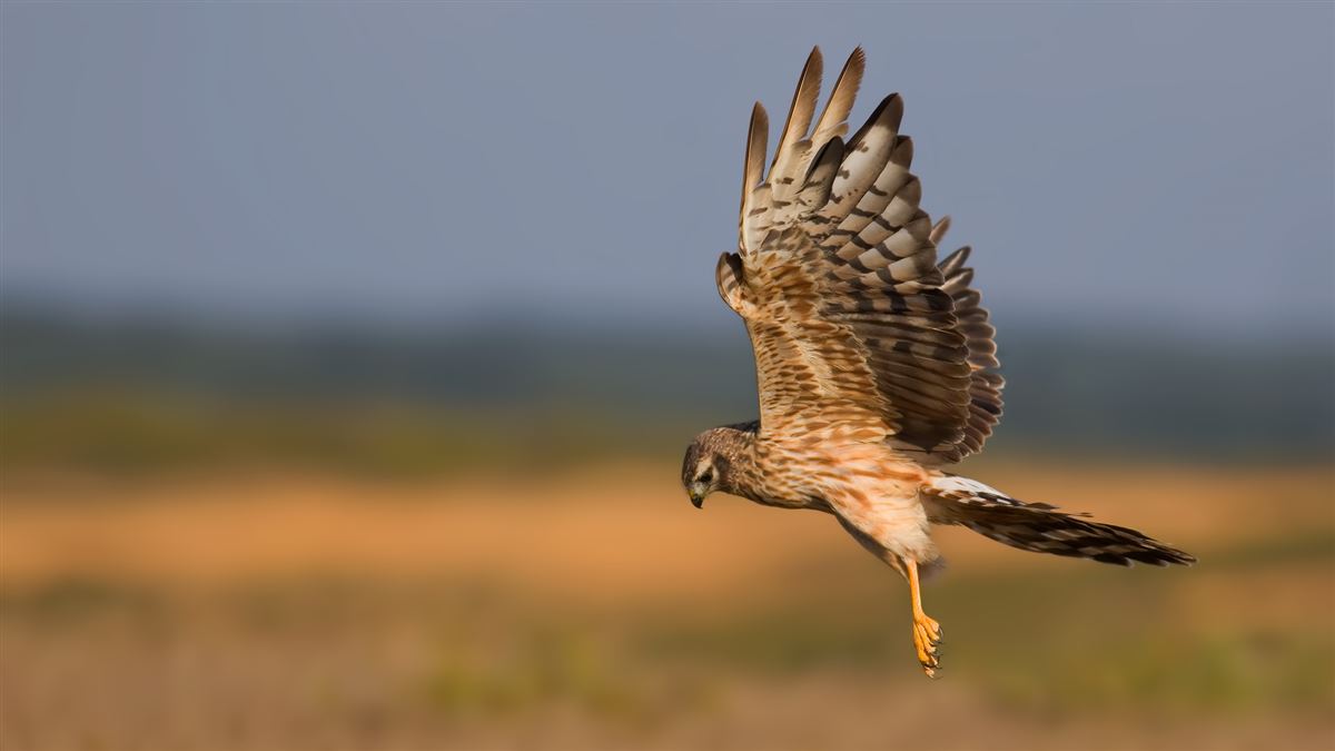 Montagu`s Harrier