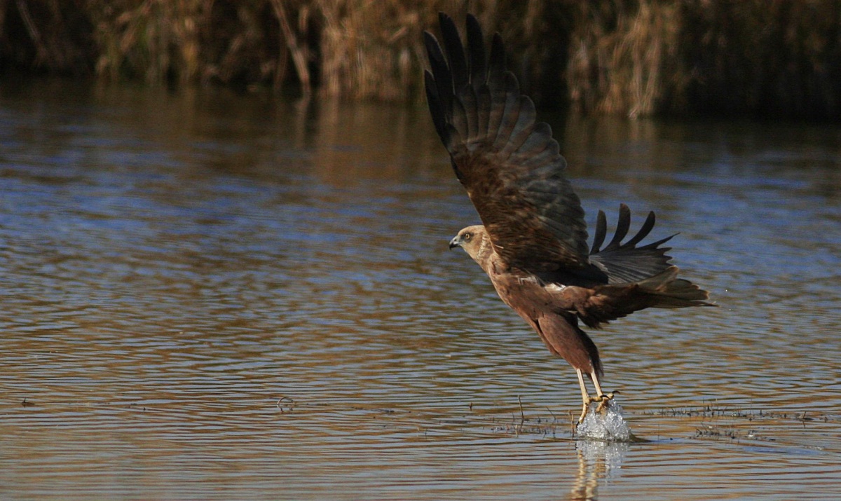Western Marsh Harrier