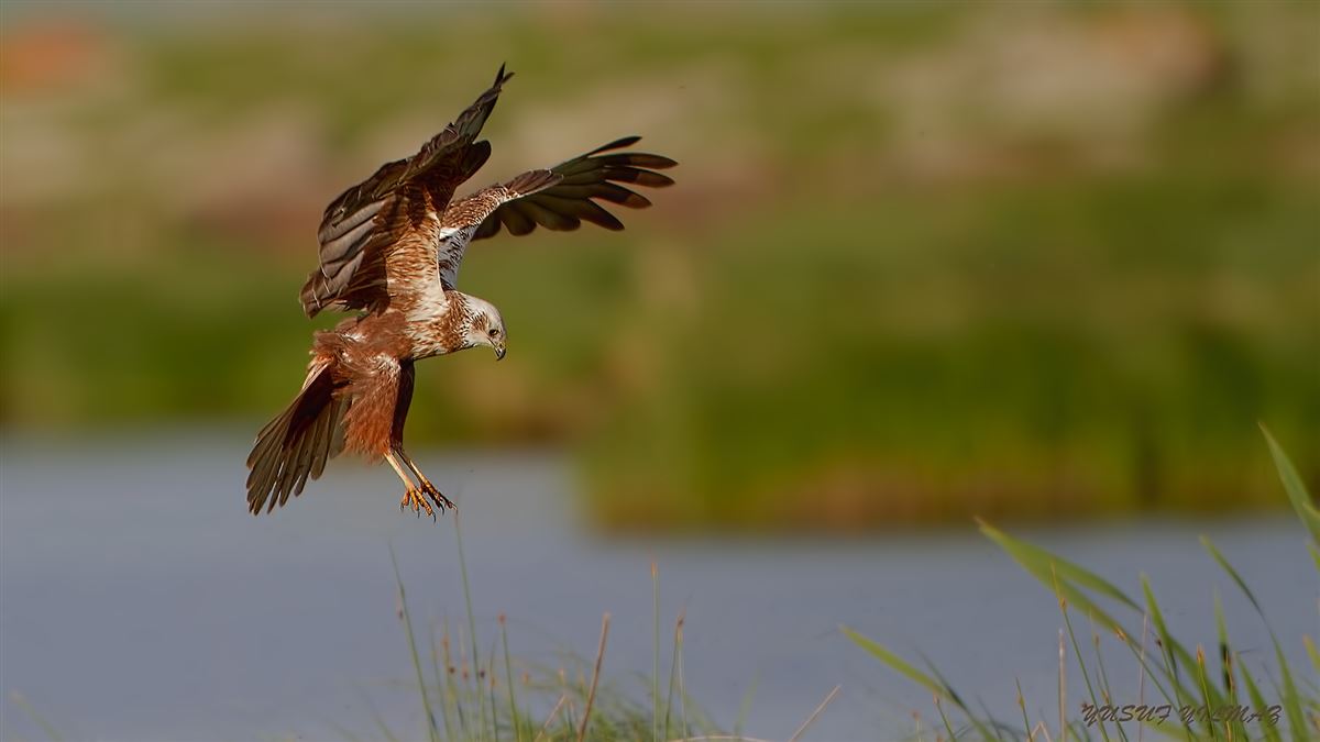 Western Marsh Harrier