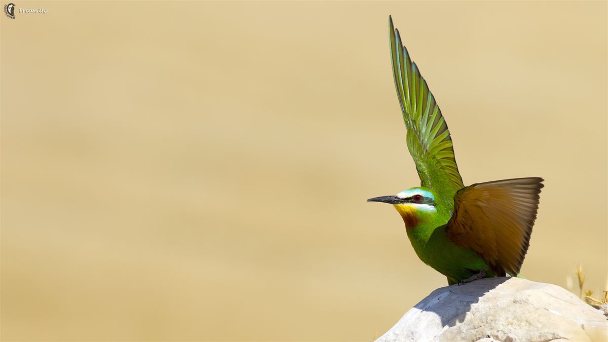 Blue-cheeked Bee-eater