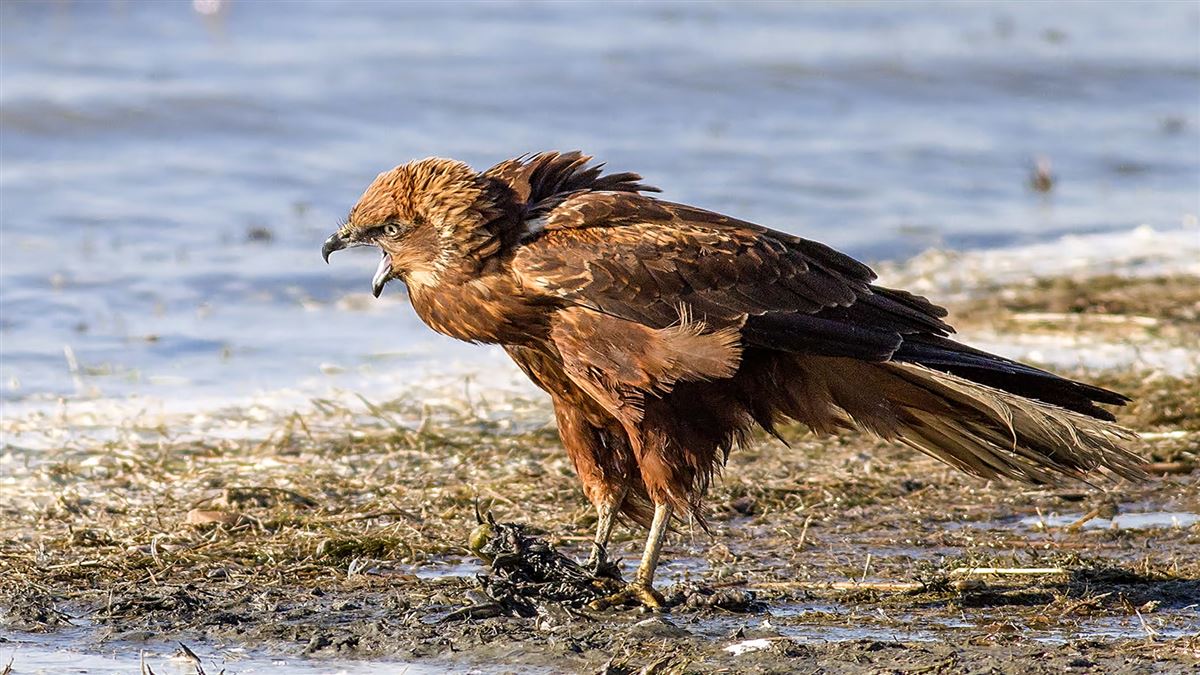 Western Marsh Harrier