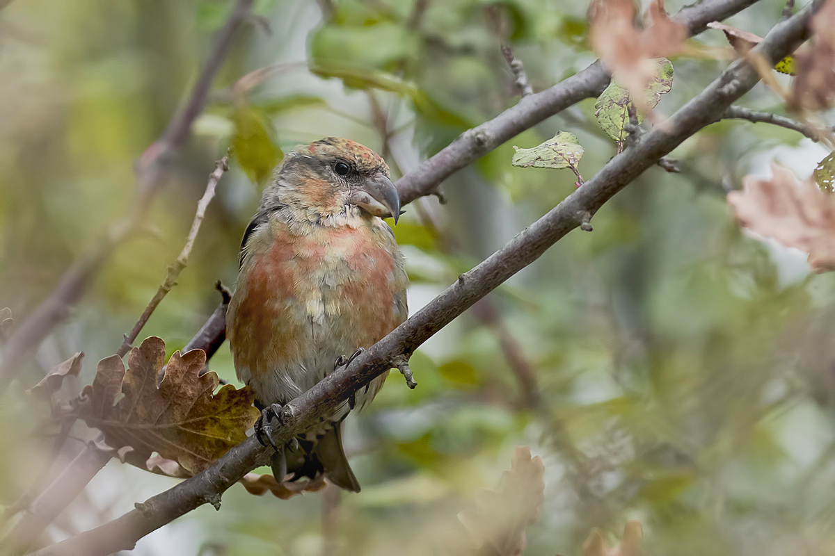 Red Crossbill