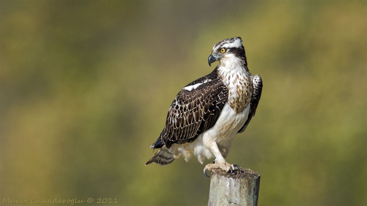 Osprey