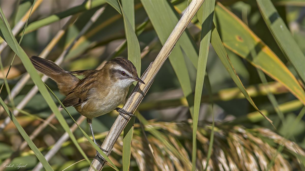 Moustached Warbler