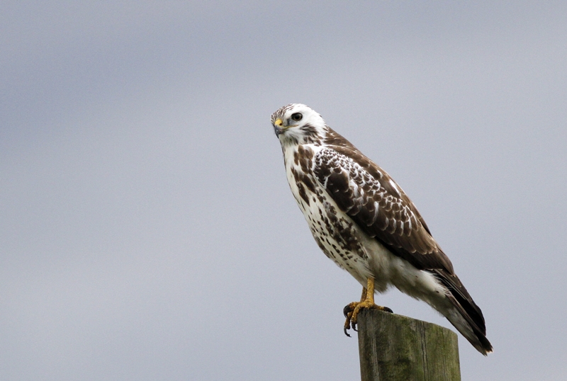 Common Buzzard