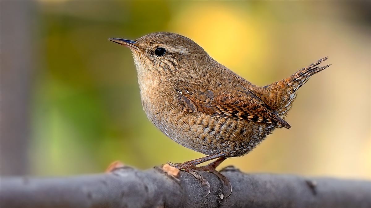Eurasian Wren