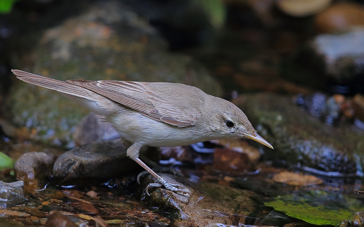 Eastern Olivaceous Warbler