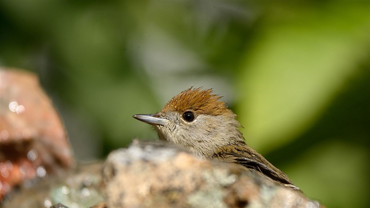 Eurasian Blackcap