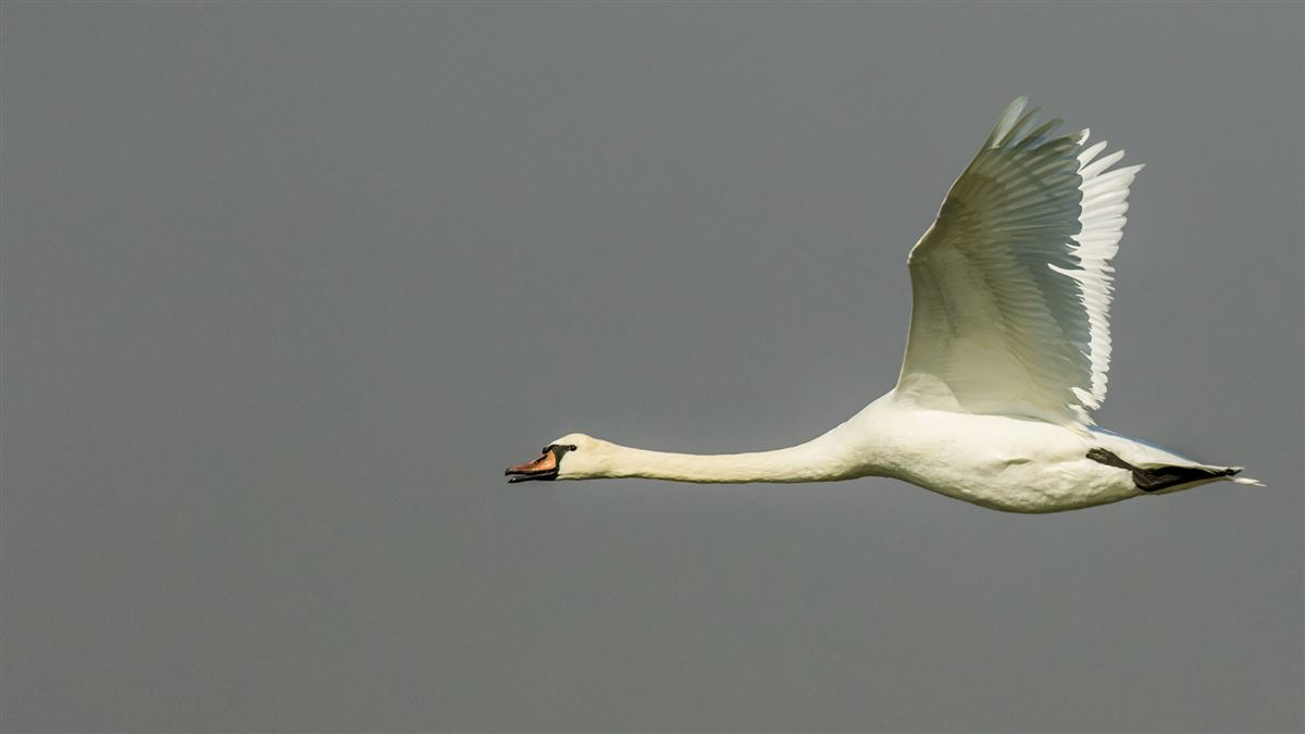 Mute Swan