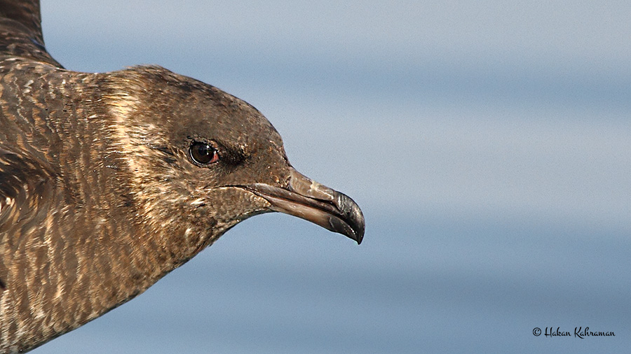 Pomarine Jaeger