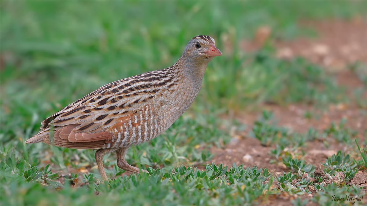 Corn Crake