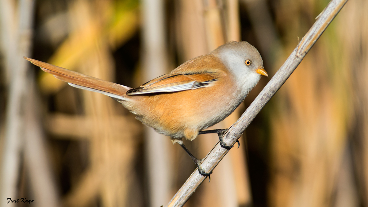 Bearded Reedling
