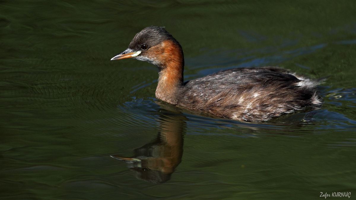 Little Grebe