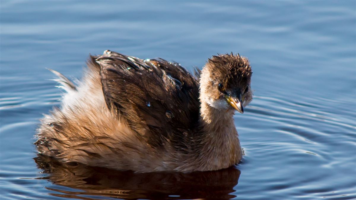 Little Grebe