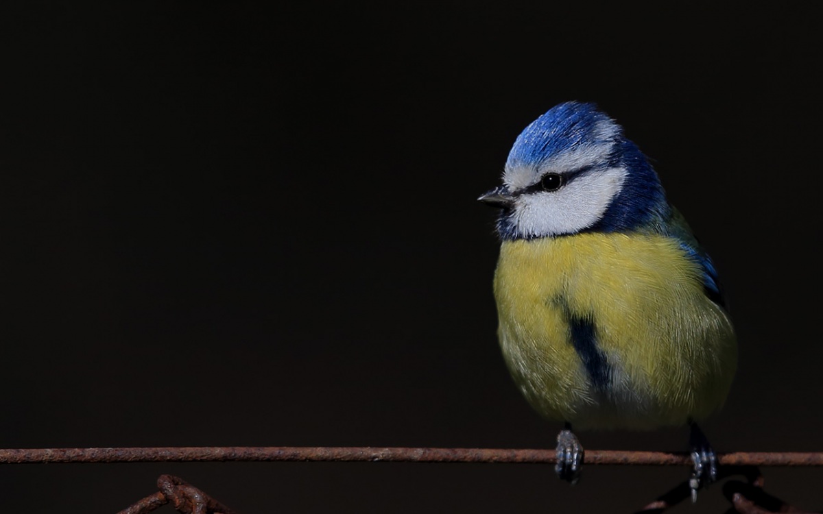Eurasian Blue Tit