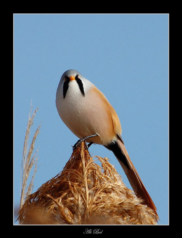 Bearded Reedling
