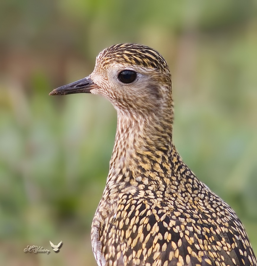 European Golden Plover