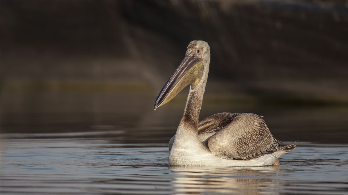 Great White Pelican