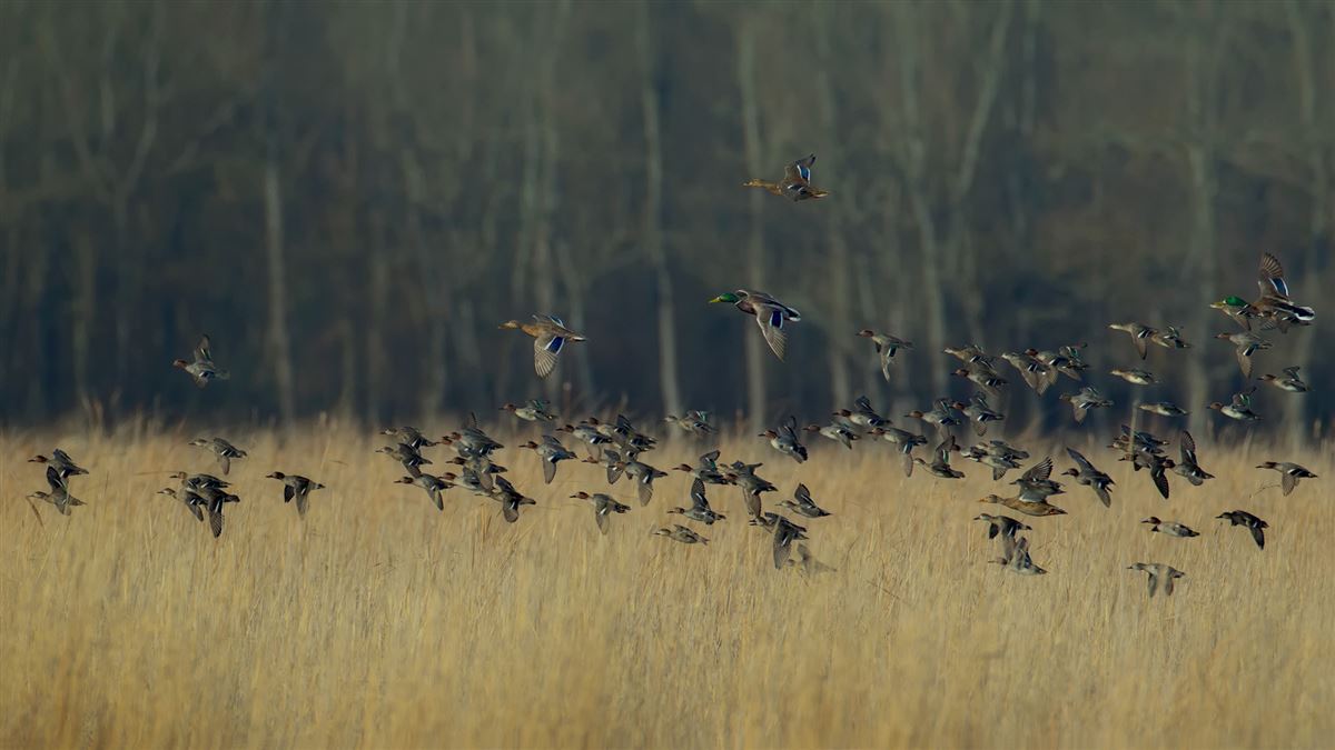 Eurasian Teal