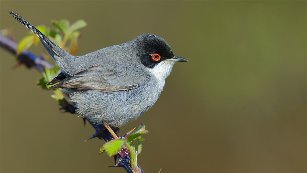 Sardinian Warbler