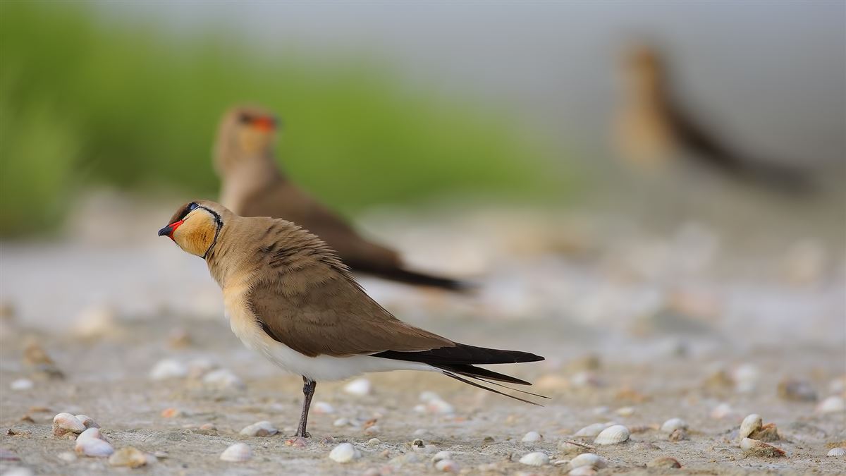 Collared Pratincole