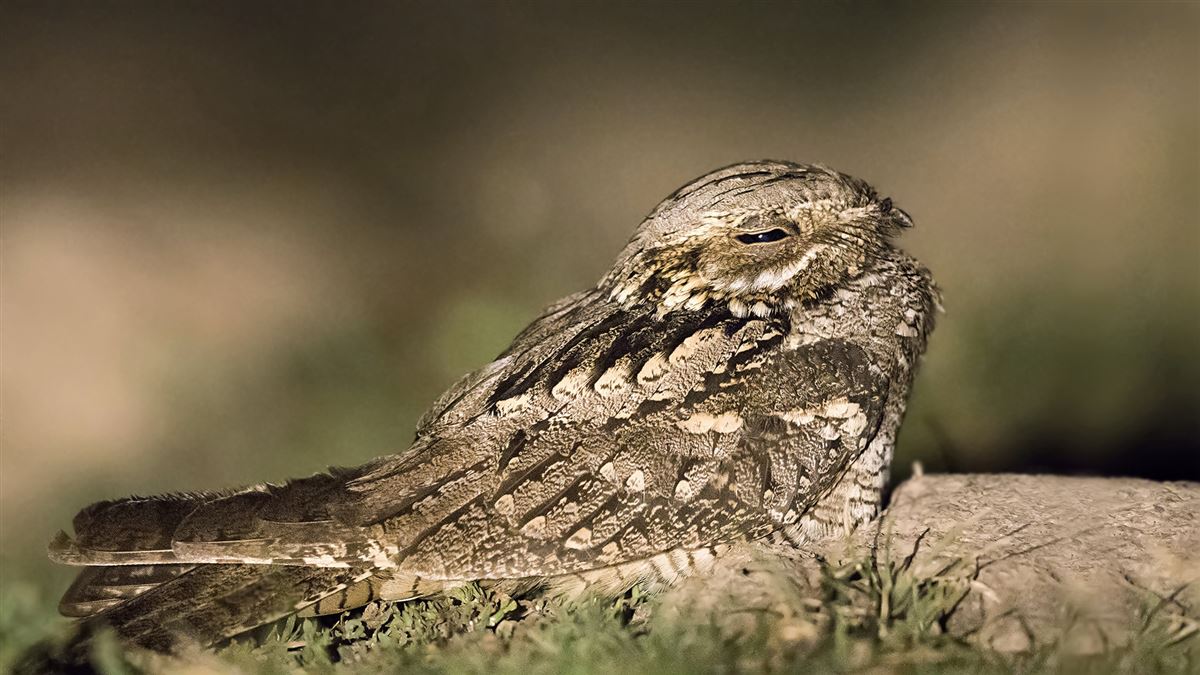 European Nightjar