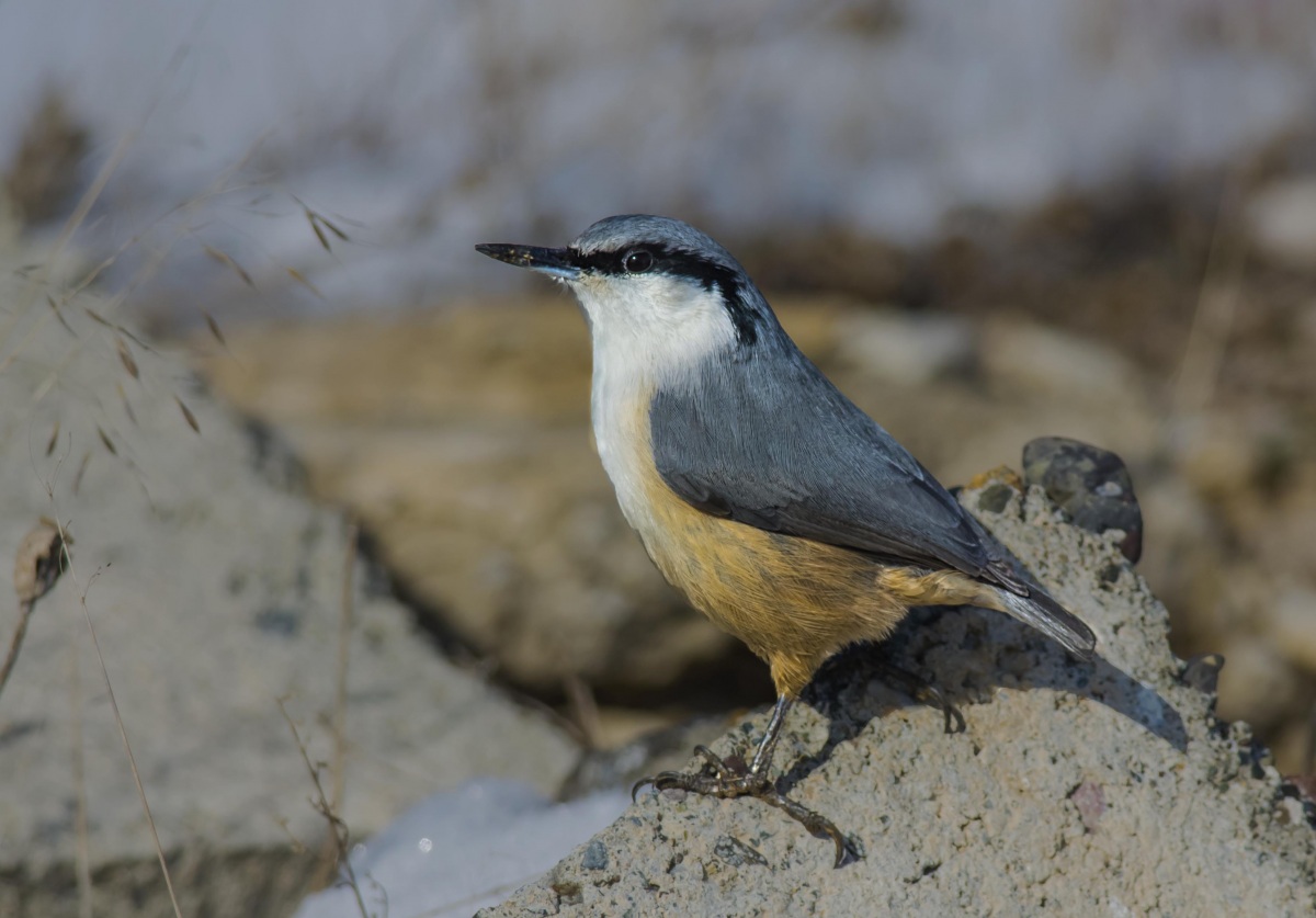Western Rock Nuthatch