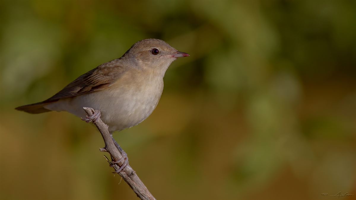 Garden Warbler