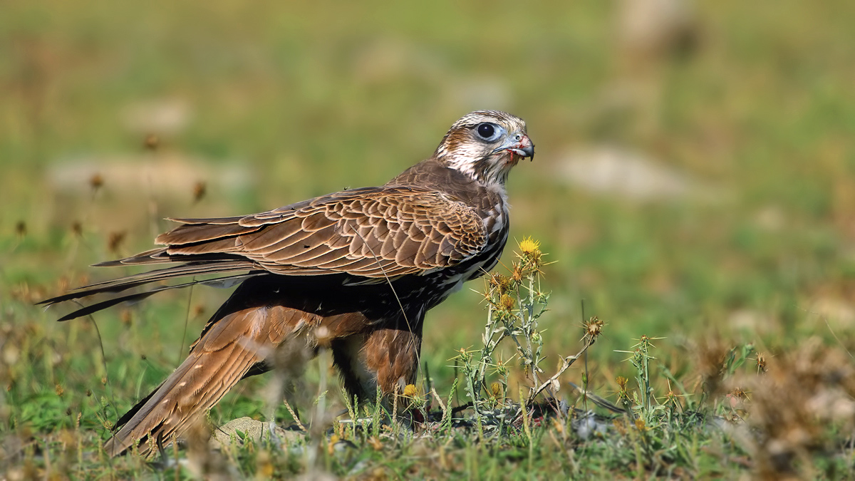 Saker Falcon