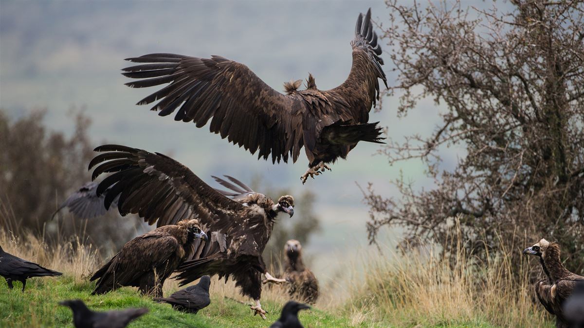 Cinereous Vulture