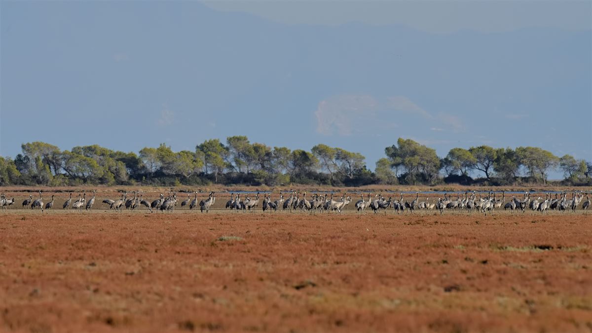 Common Crane