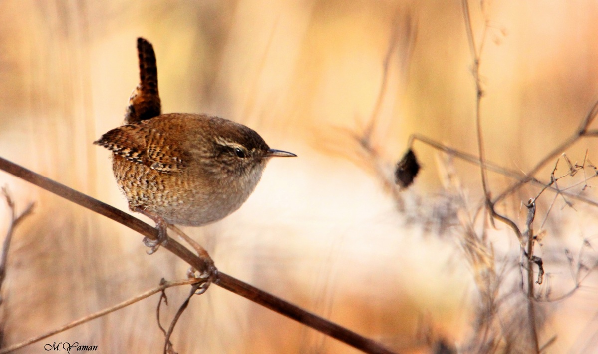 Eurasian Wren
