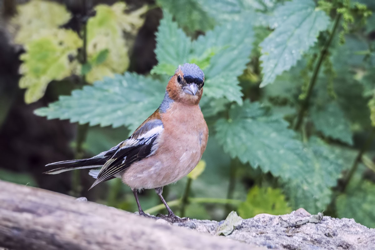 Eurasian Chaffinch