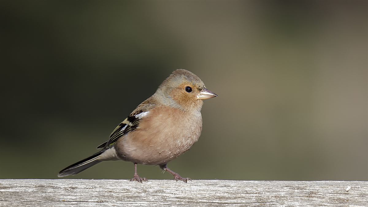 Eurasian Chaffinch